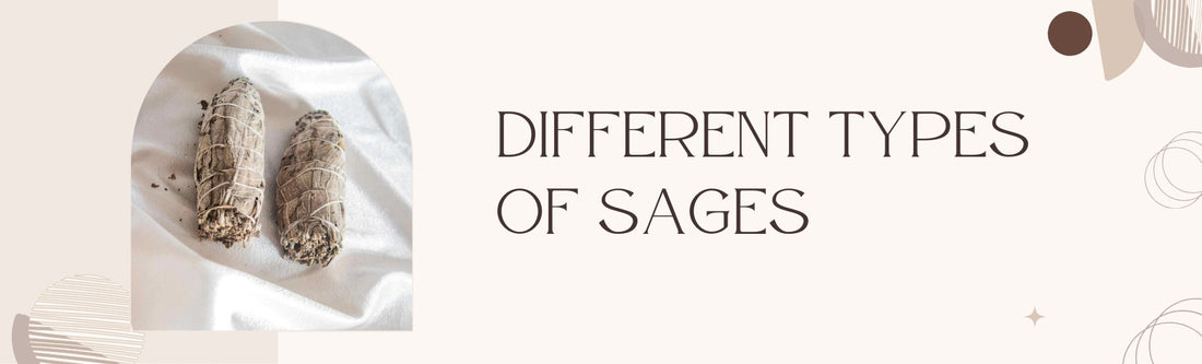 types of sage herb